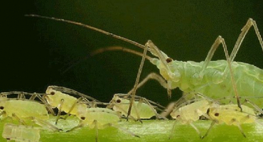 Co dělat, když se na hrušce objeví mšice, jak léčit a jak se zbavit